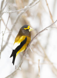 Close-up of bird perching on a branch