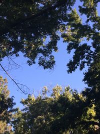 Low angle view of trees against sky