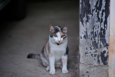 Portrait of cat