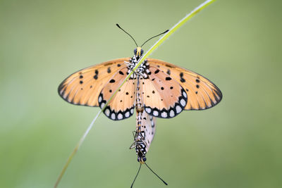 Butterflies mating and flying around the garden, colorful with bokeh and green natural background