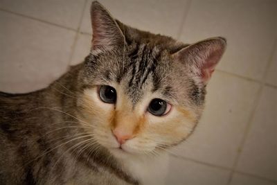 Close-up portrait of cat