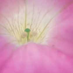 Close-up of pink flower