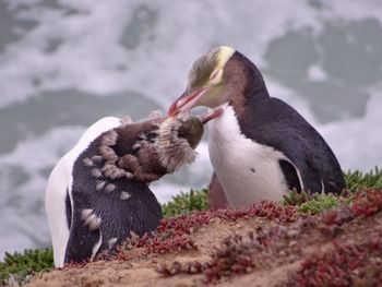 Close-up of bird eating