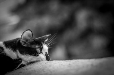 Close-up of cat outdoors