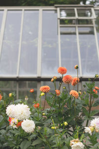 Close-up of flowers blooming in garden