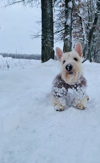 Dog on snow covered field