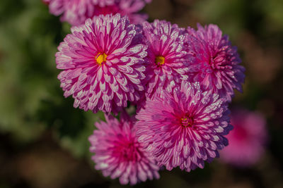 Full frame close-up view of a cluster of flowers with dewdrops