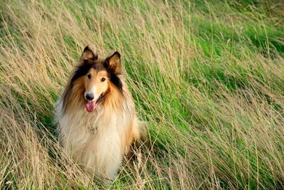 Dog lying on grass