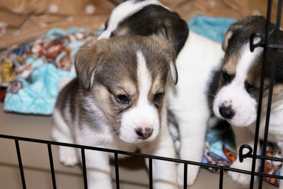 Two cute 3 week old beagle puppies behind a fence