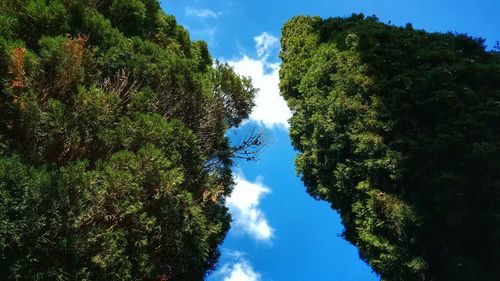 Low angle view of trees against blue sky