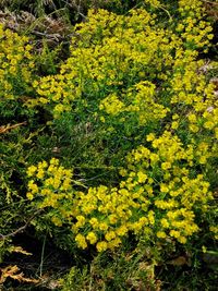 Close-up of yellow flowers