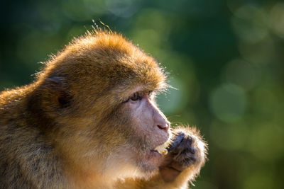Close-up of monkey eating food outdoors