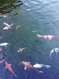 High angle view of koi carps swimming in lake