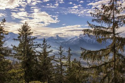 Pine trees on snowcapped mountains against sky