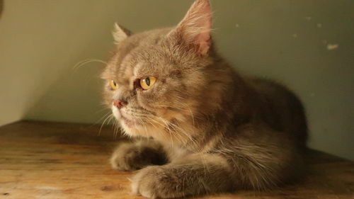 Close-up of a cat looking away