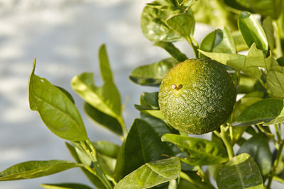 Close-up of fruit growing on tree