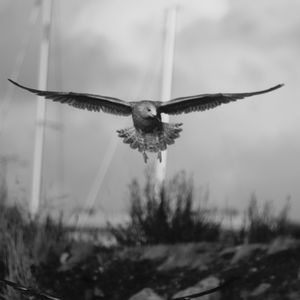 Close-up of bird flying