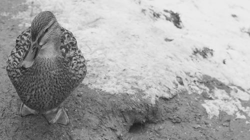 Close-up of a bird on ground