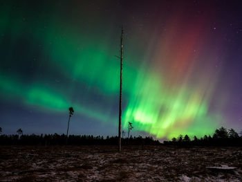 Northern lights over a cut forest