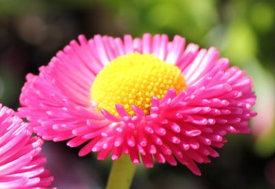 Close-up of pink flower