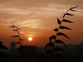 Close-up of silhouette tree against orange sky