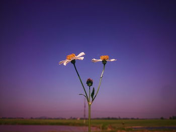 Close-up of purple flowering plant against sky