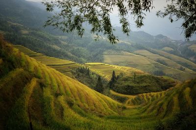 Scenic view of agricultural field