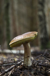 Close-up of mushroom growing on field