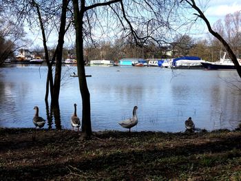 Birds on lakeshore