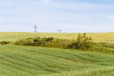 Scenic view of field against sky