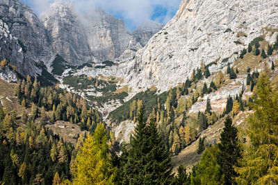 Panoramic view of pine trees and mountains