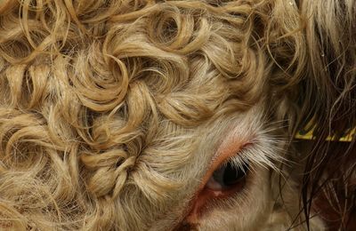 Close-up portrait of a cow