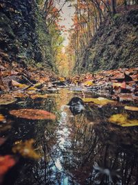 Trees in forest during autumn