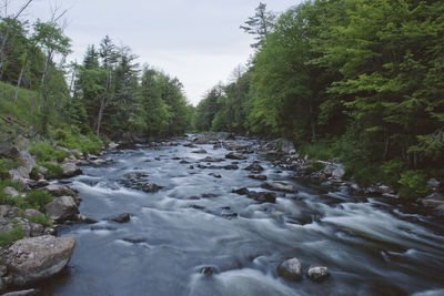 Stream flowing in forest against sky