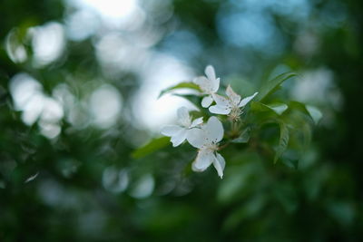 Close-up of white flowering plant