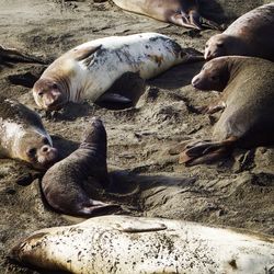 Close-up of elephant seals sleeping at beach