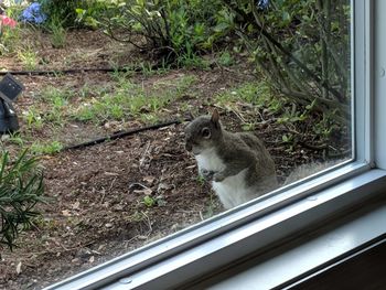 Cat looking through window