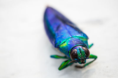 Close-up of dead jewel beetle on surface