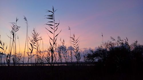 Silhouette plants against sky during sunset
