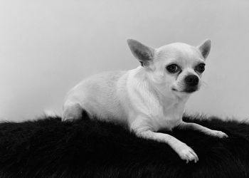 Portrait of dog resting on floor