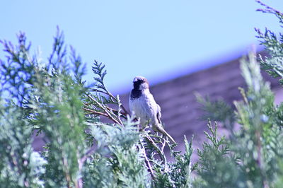 Low angle view of bird perching on plant