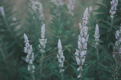 Close-up of frozen plant during winter