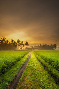 Scenic view of field against sky during sunset