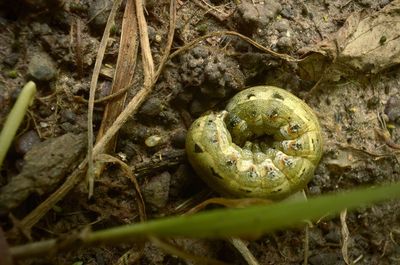 Close-up of snake