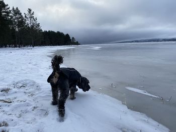 Dog on snow covered land