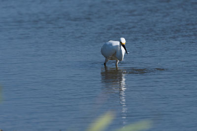 View of bird in lake