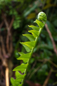 Close-up of fresh green leaves on plant