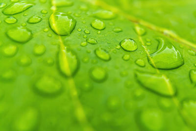 Close-up of raindrops on green leaves