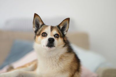 Close-up portrait of dog looking at camera