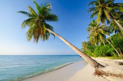 Palm tree on beach against blue sky